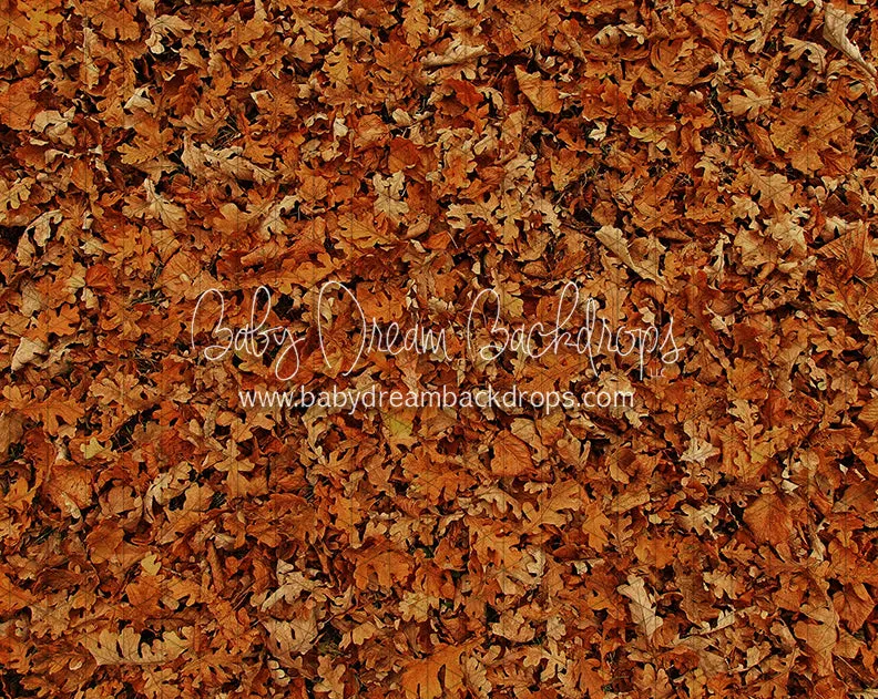Fall Hike Leaves Floor (CC)
