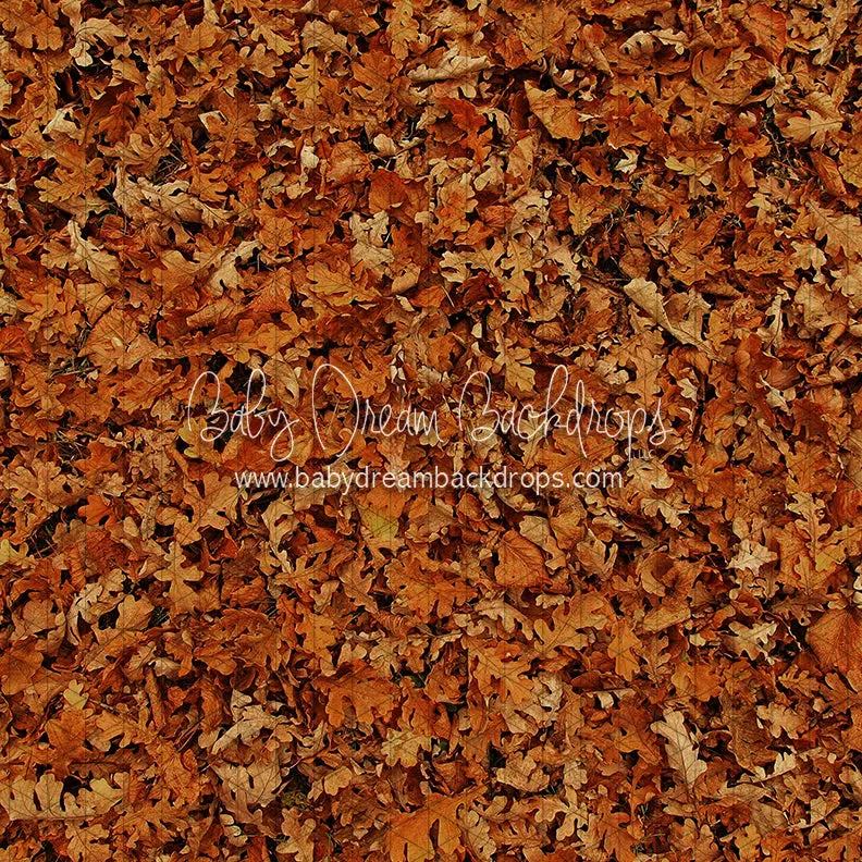 Fall Hike Leaves Floor (CC)
