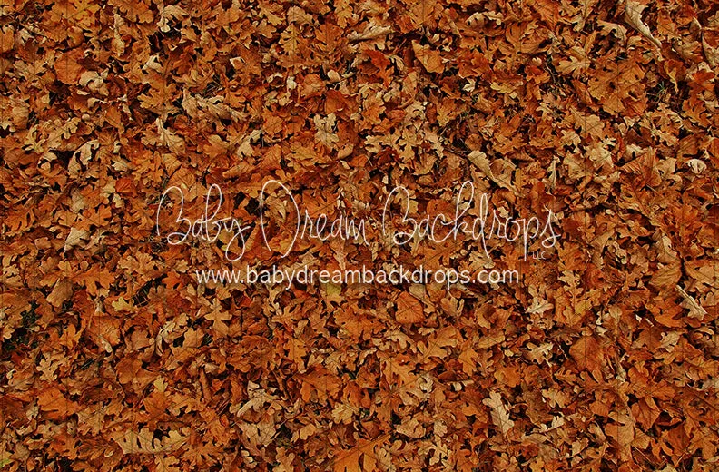 Fall Hike Leaves Floor (CC)